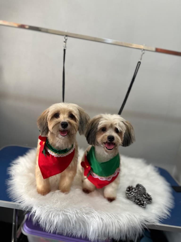 Two freshly groomed dogs in colorful bandanas after a spa day in San Juan del Sur