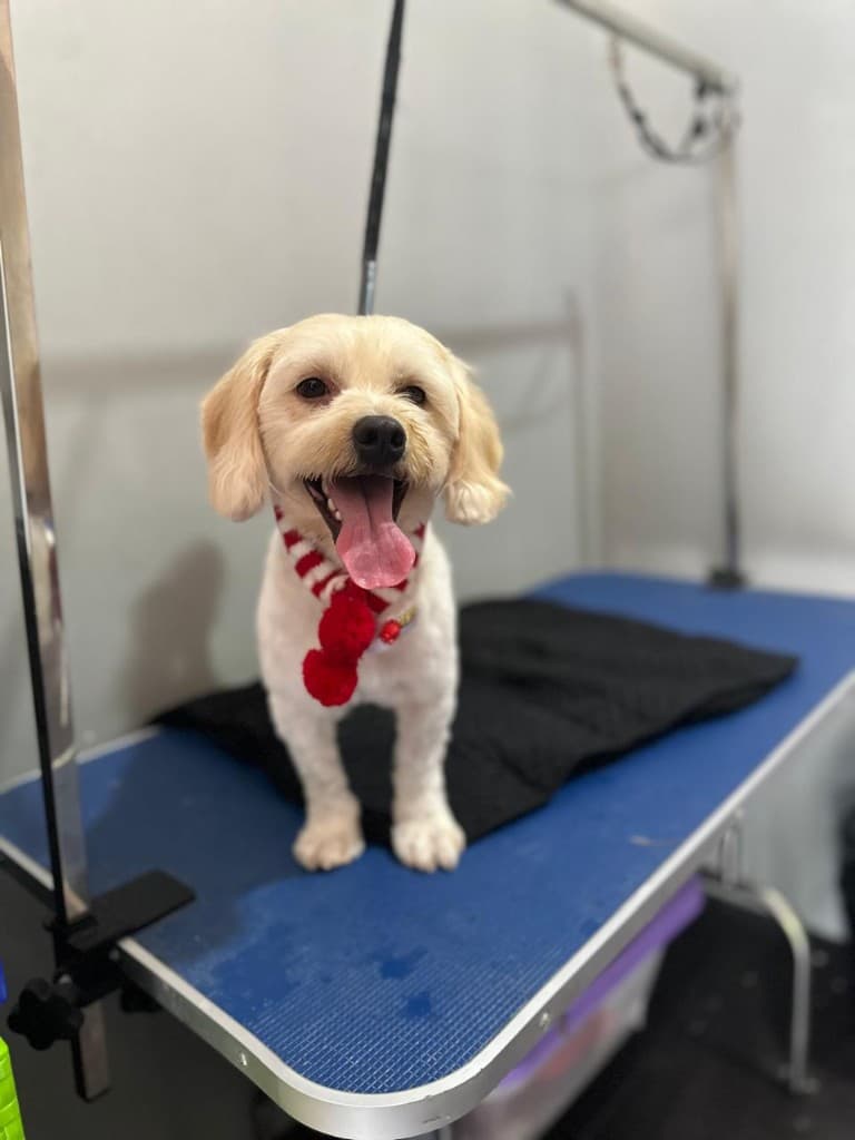 Smiling dog after a full grooming session in San Juan del Sur