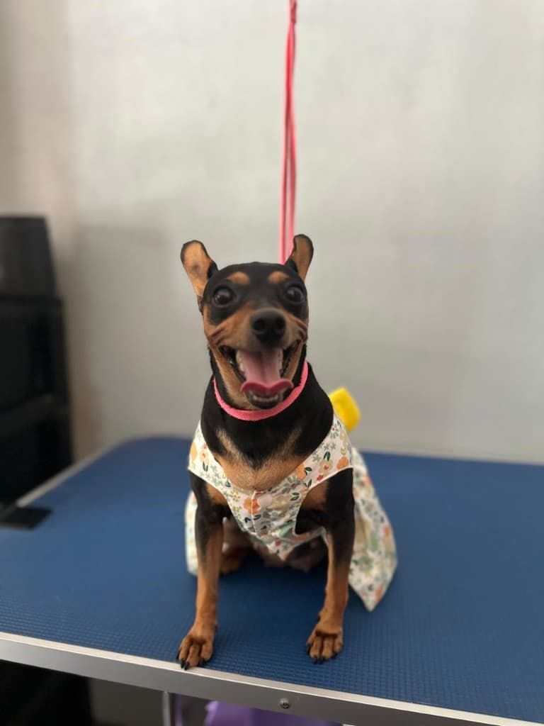 Happy groomed dog wearing a floral dress at Royal Paws