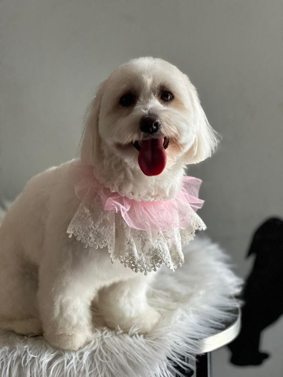A freshly groomed white dog