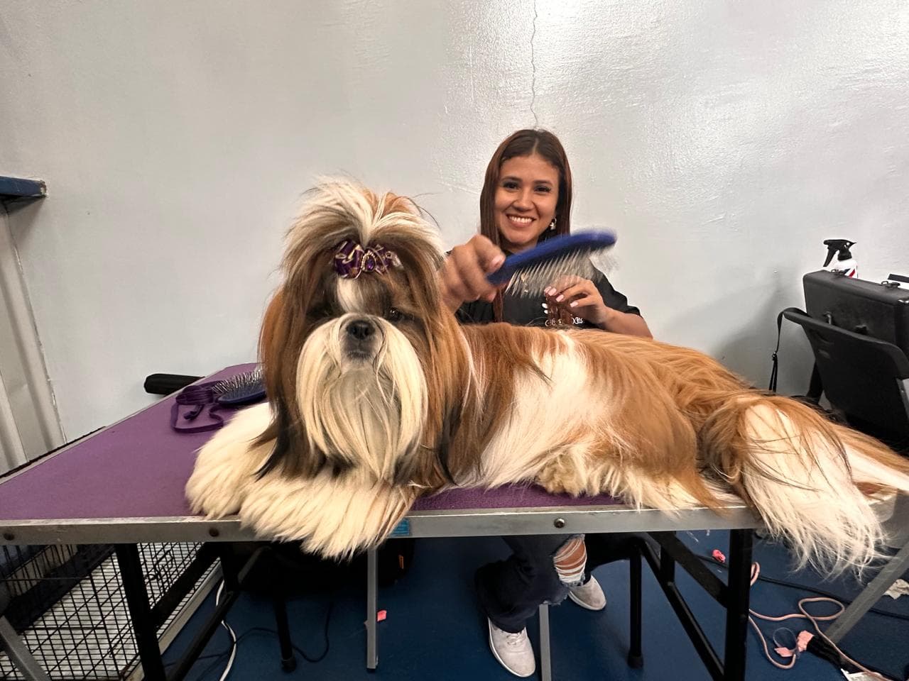 Dog being gently brushed on the grooming table at Royal Paws