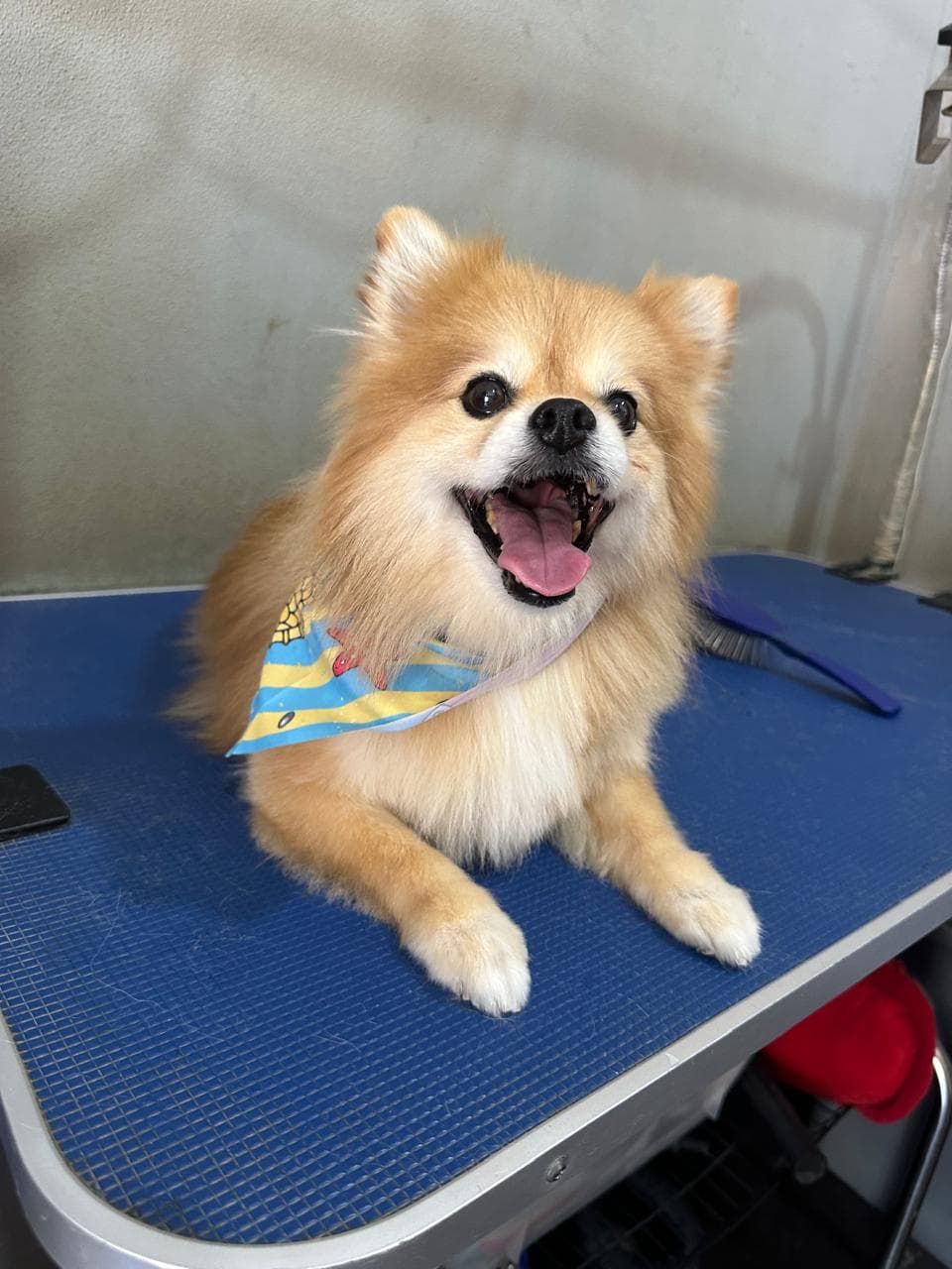 A smiling Pomeranian